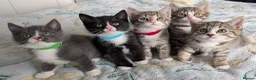Mixed Breed cats for sale: 🐾 Adorable Kittens for Sale! 🐾 - Advert 1
