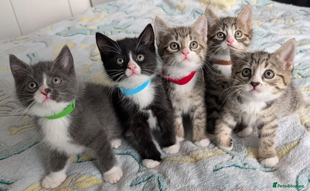 Mixed Breed cats for sale: 🐾 Adorable Kittens for Sale! 🐾 - Advert 1