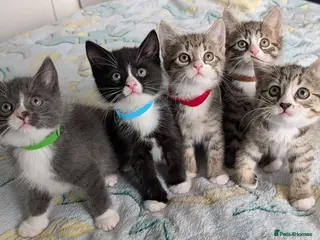 Mixed Breed cats 🐾 Adorable Kittens for Sale! 🐾 - Advert 16