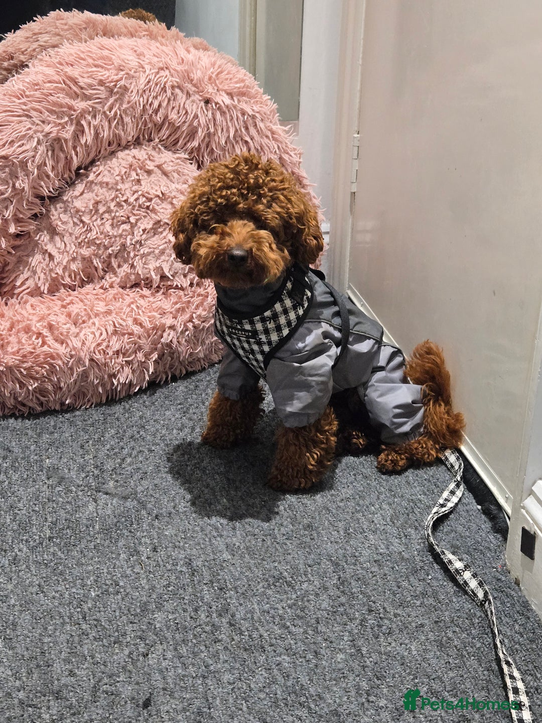 Toy Poodle dogs for stud: Toy poodle for STUD - Advert 7