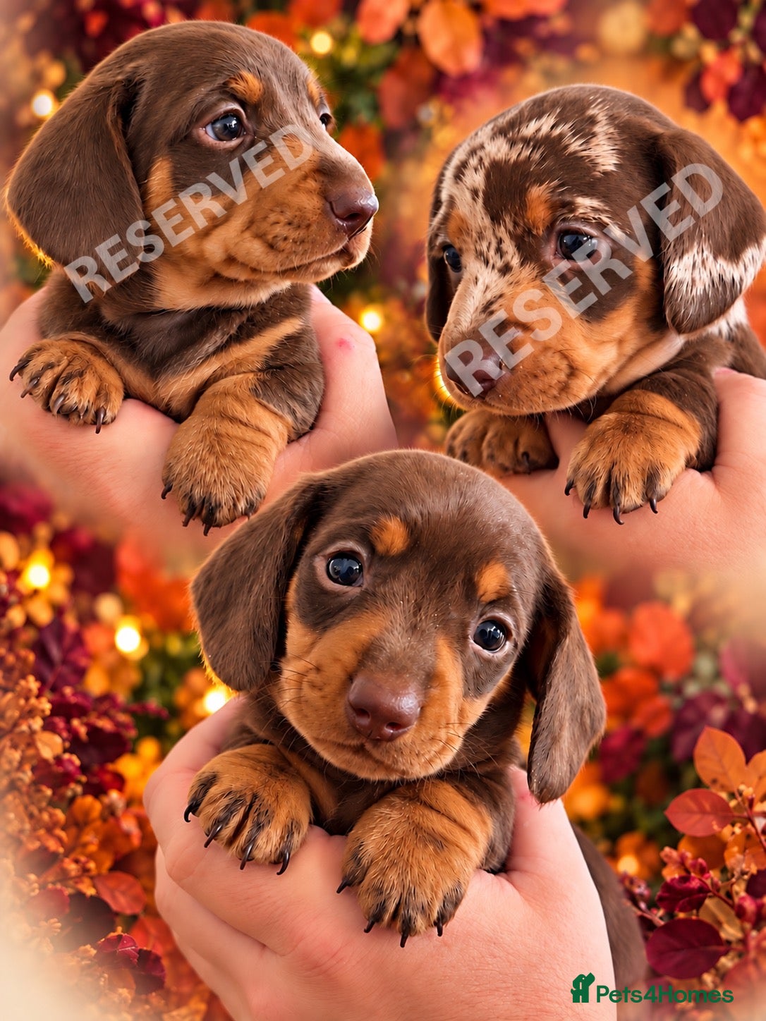 Miniature Dachshund dogs 🐾 Beautiful KC mini dachshund pups ready 9/11 🐾 - Advert 10
