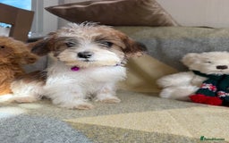 Shih Tzu dogs for sale: Shih tzu puppy’s  - Image 1