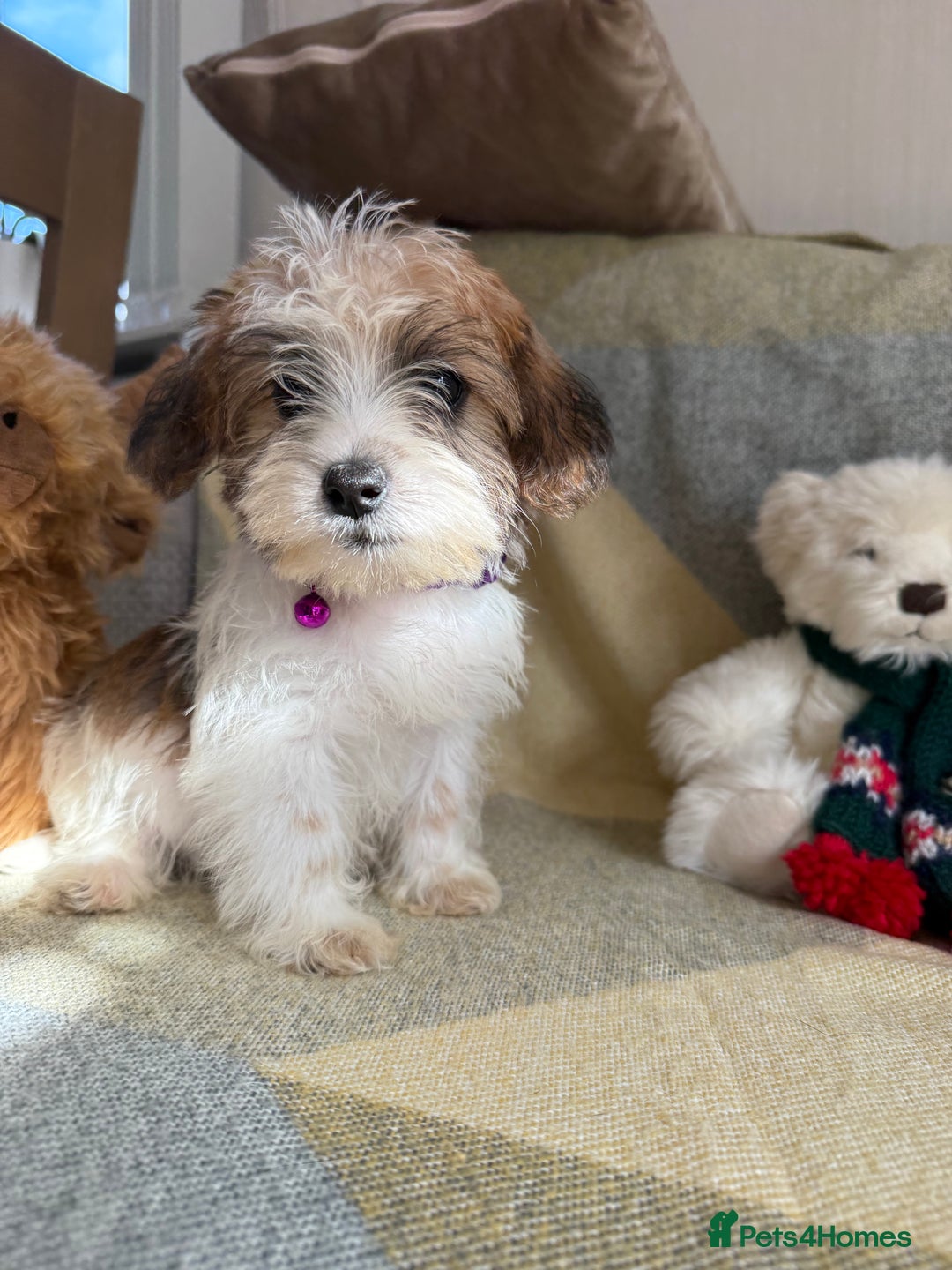 Shih Tzu dogs for sale: Shih tzu puppy’s  - Image 1