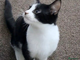 Mixed Breed cats Handsome 3 month old Bruno looking for a home. - Advert 3