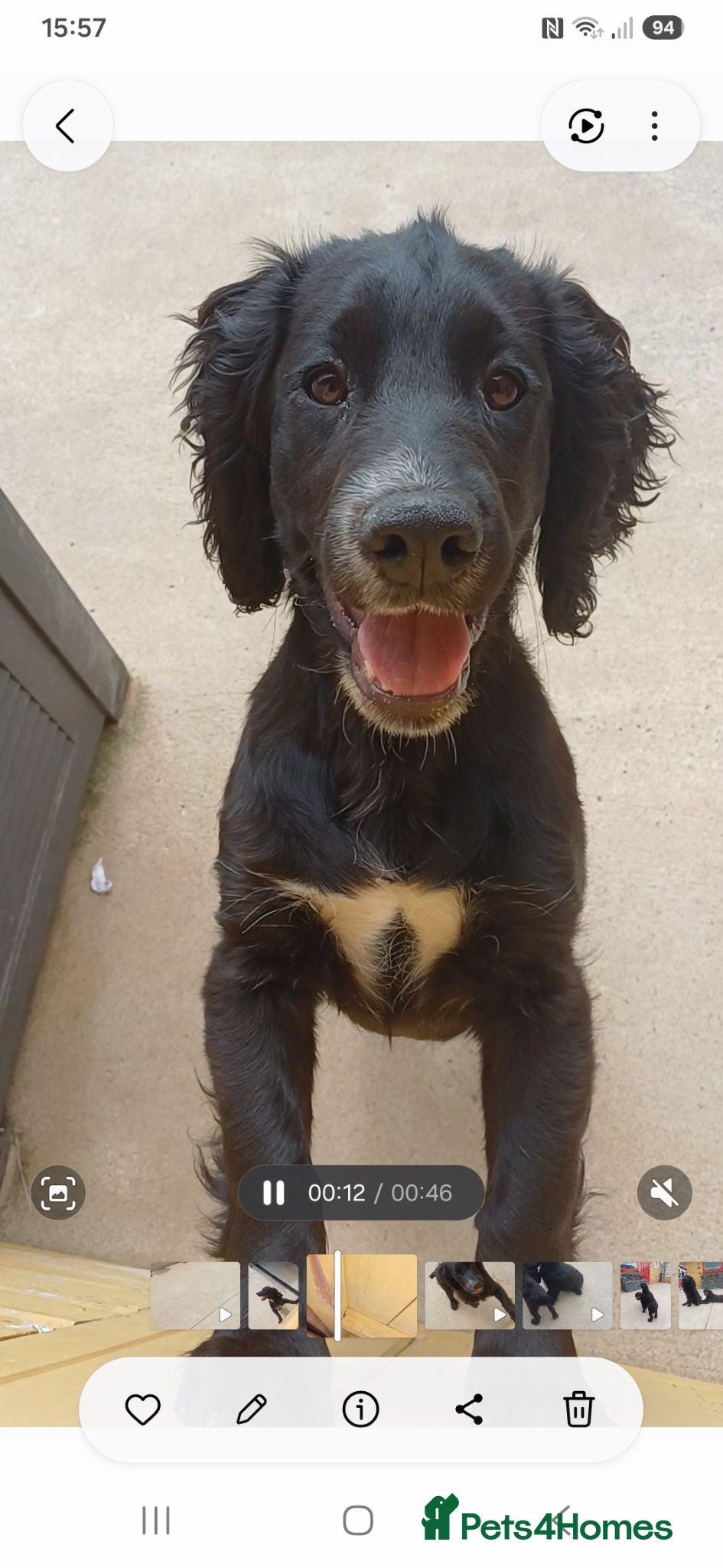 Cocker Spaniel dogs EXCELLENT  BRED WORKING COCKER MALE  - Advert 16