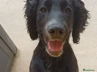 Cocker Spaniel dogs EXCELLENT BRED WORKING COCKER MALE - Advert 16