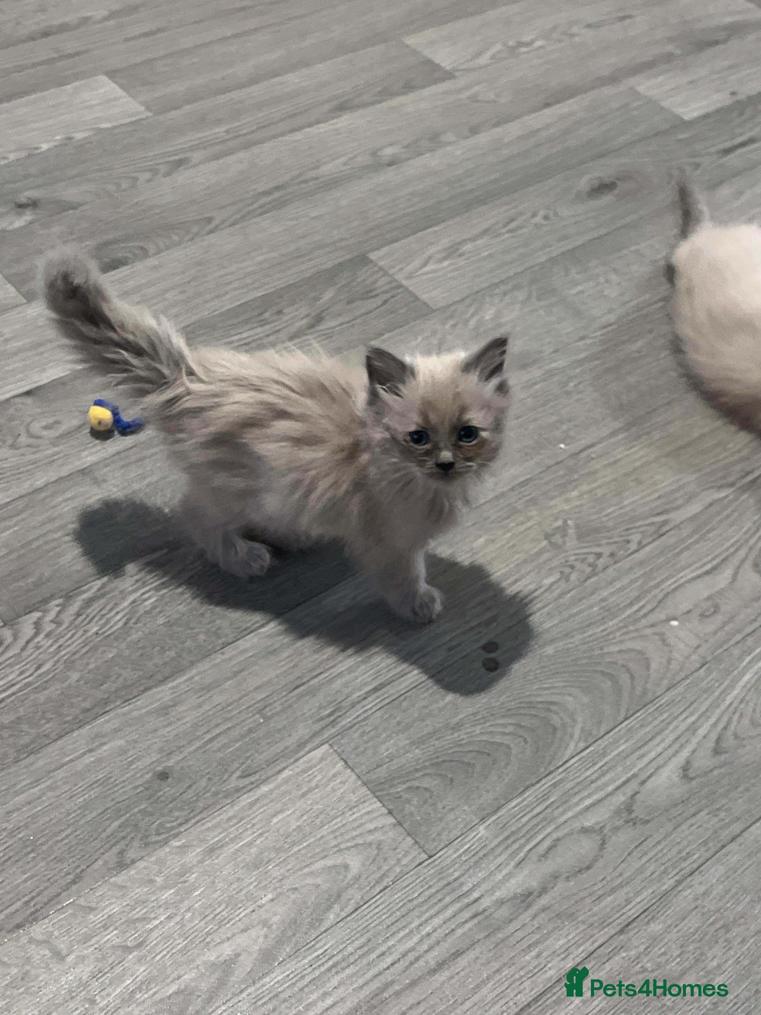 Ragdoll cats Pedigree Mink & Sepia Cherubim ragdoll kittens - Advert 4