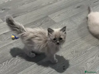 Ragdoll cats Pedigree Mink & Sepia Cherubim ragdoll kittens - Advert 4