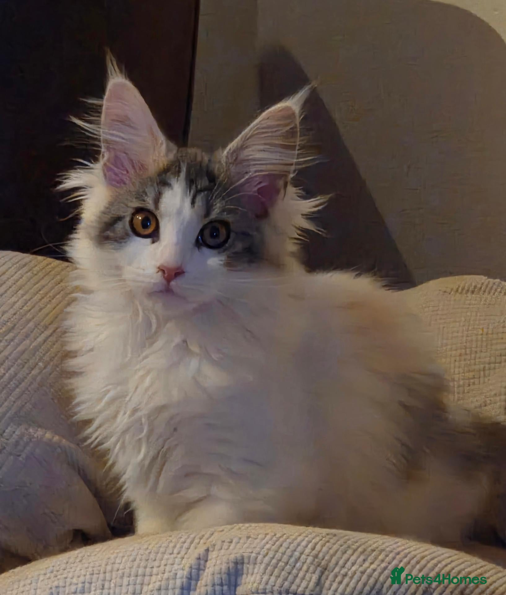 Maine Coon cats for sale: Beautiful Mainecoons  - Advert 1