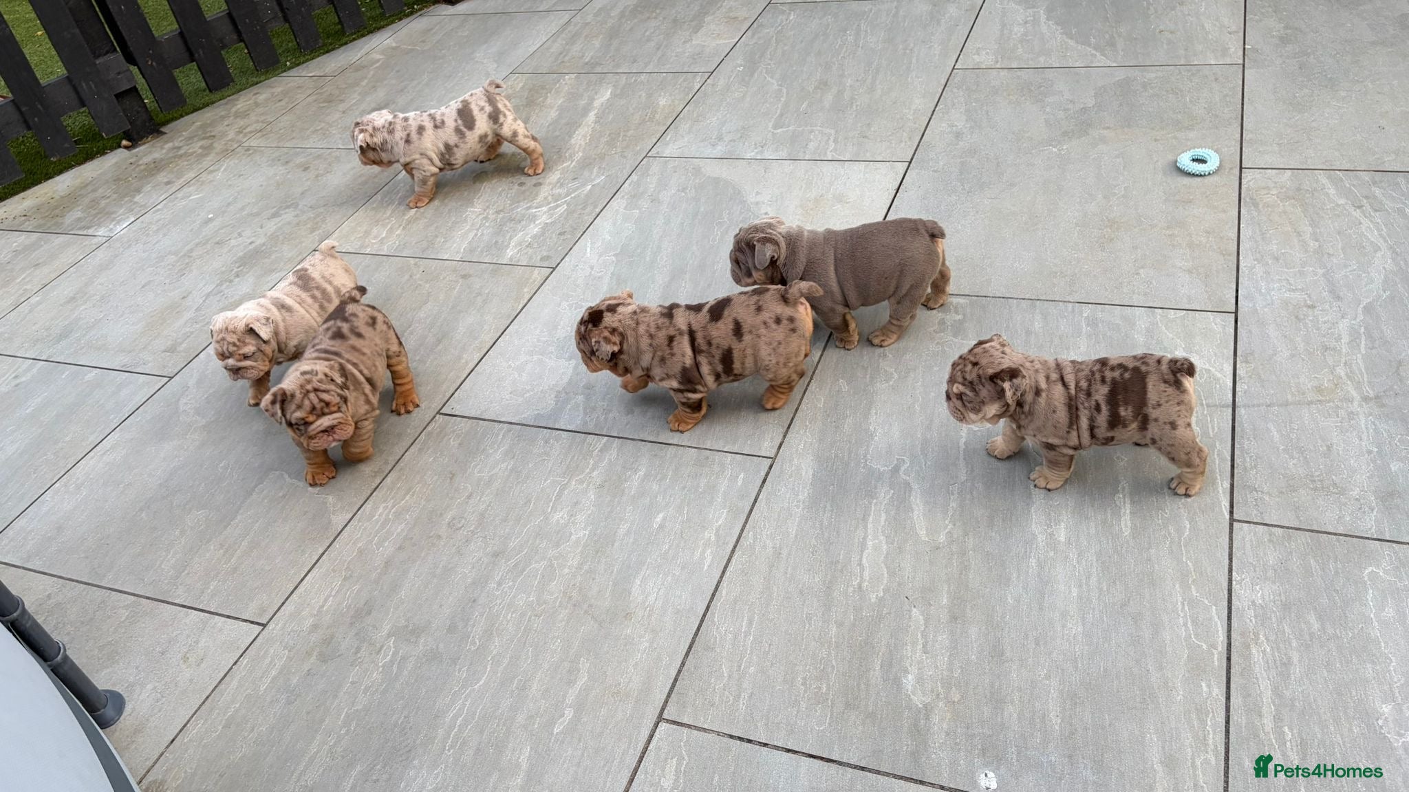 English Bulldog dogs KC English Bulldog Puppies - Advert 1