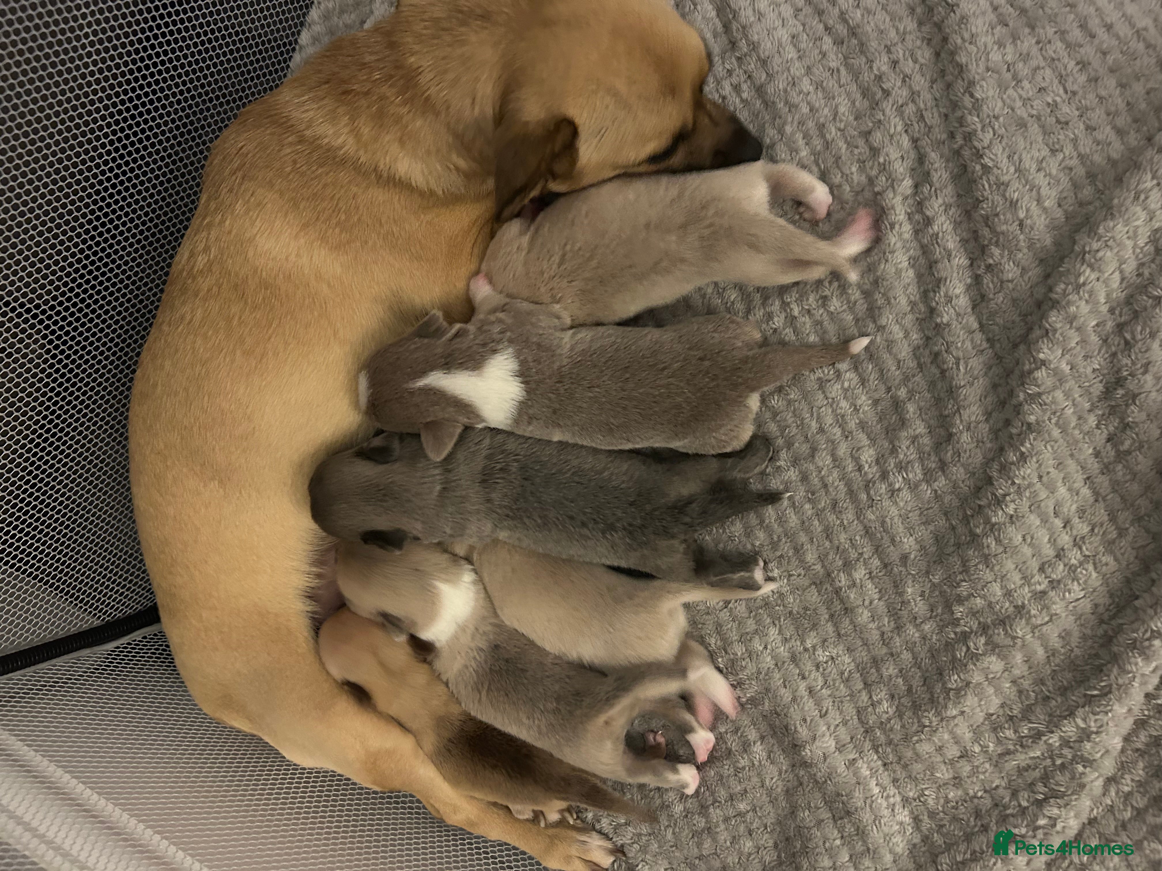 Chihuahua dogs 5 beautiful chihuahua babies - Advert 8