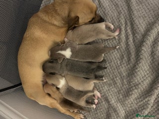 Chihuahua dogs 5 beautiful chihuahua babies - Advert 8