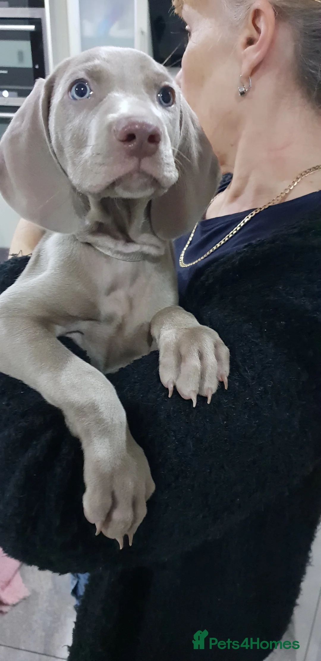 Weimaraner dogs for stud: STUD WEIMARANER in Nottingham - Advert 2