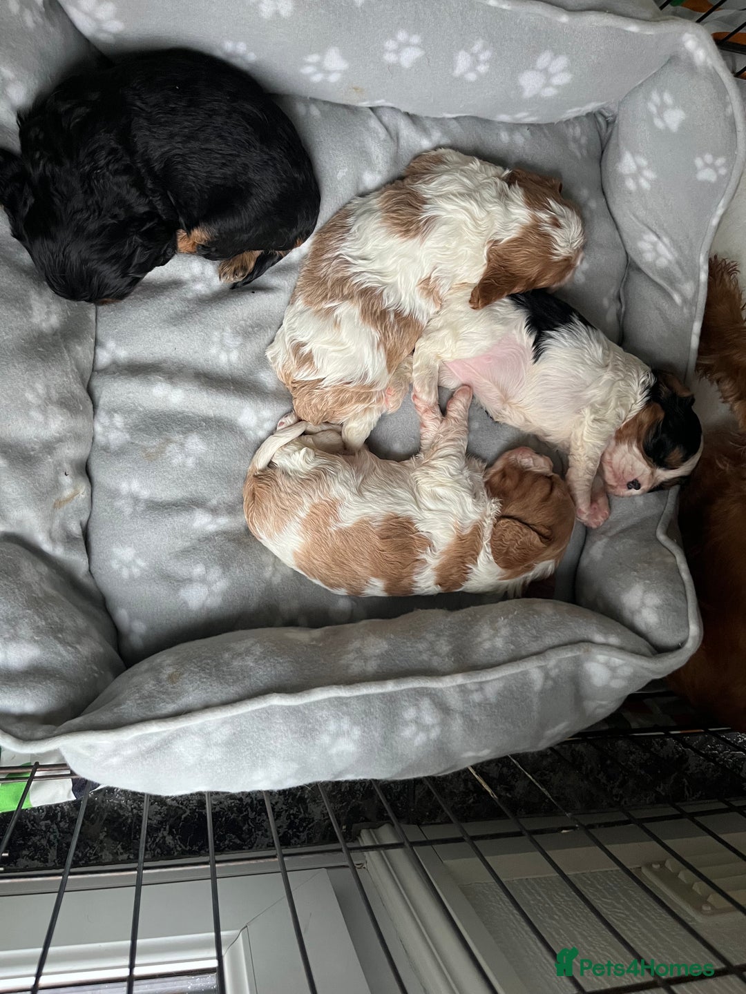 Cavalier King Charles Spaniel dogs for sale: Cavalier King Charles puppy’s  - Advert 24