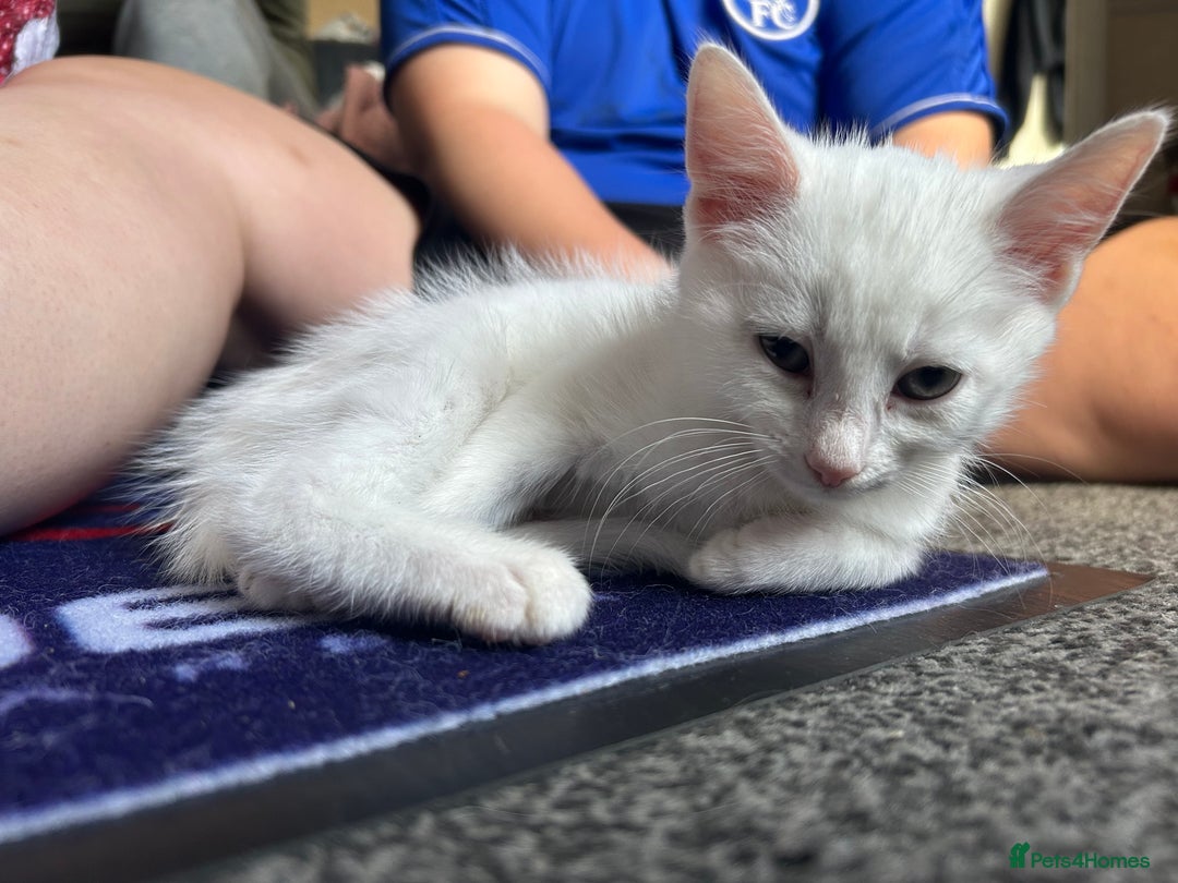 Mixed Breed cats for sale: Male kittens - Image 5