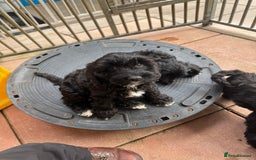Cockapoo dogs for sale: F1 Puppies for Sale - Image 5