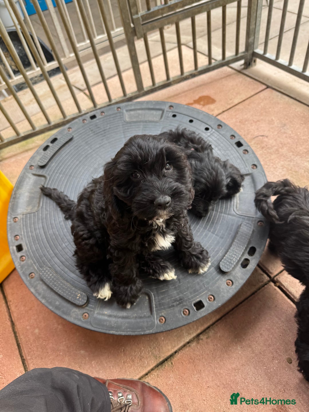 Cockapoo dogs for sale: F1 Puppies for Sale - Image 5