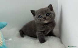 British Shorthair cats for sale: GCCF registered blue tortoise female kitten - Image 6