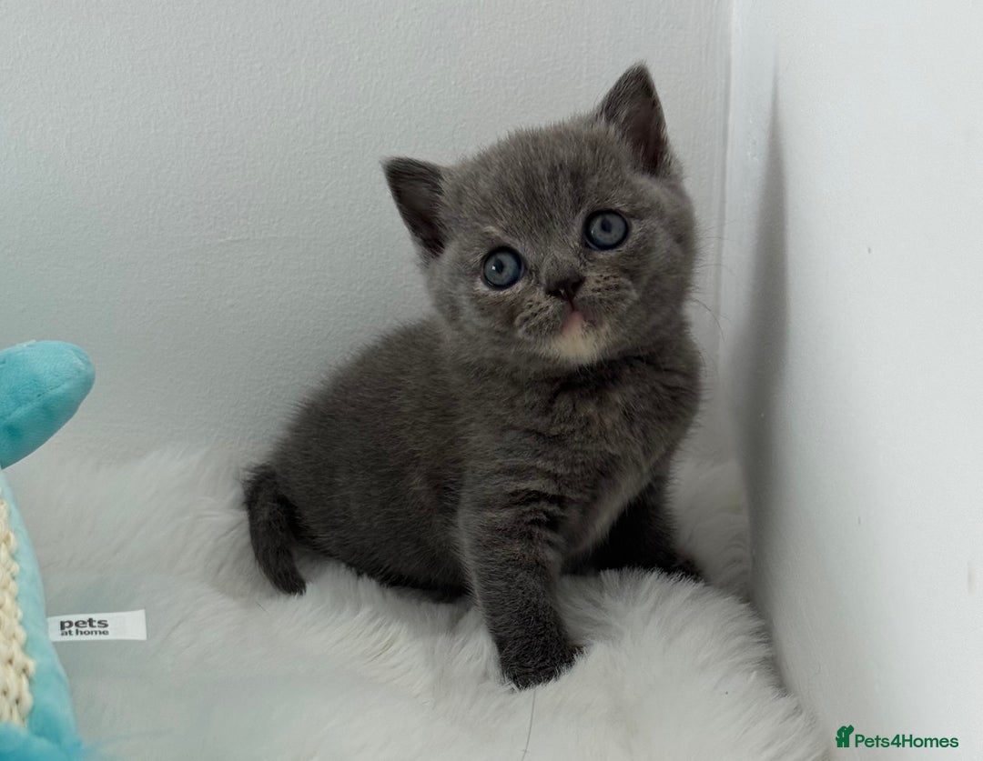 British Shorthair cats for sale: GCCF registered blue tortoise female kitten - Image 6