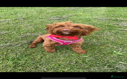 Cockapoo dogs for sale: Cockapoo female 15 months old  - Image 2