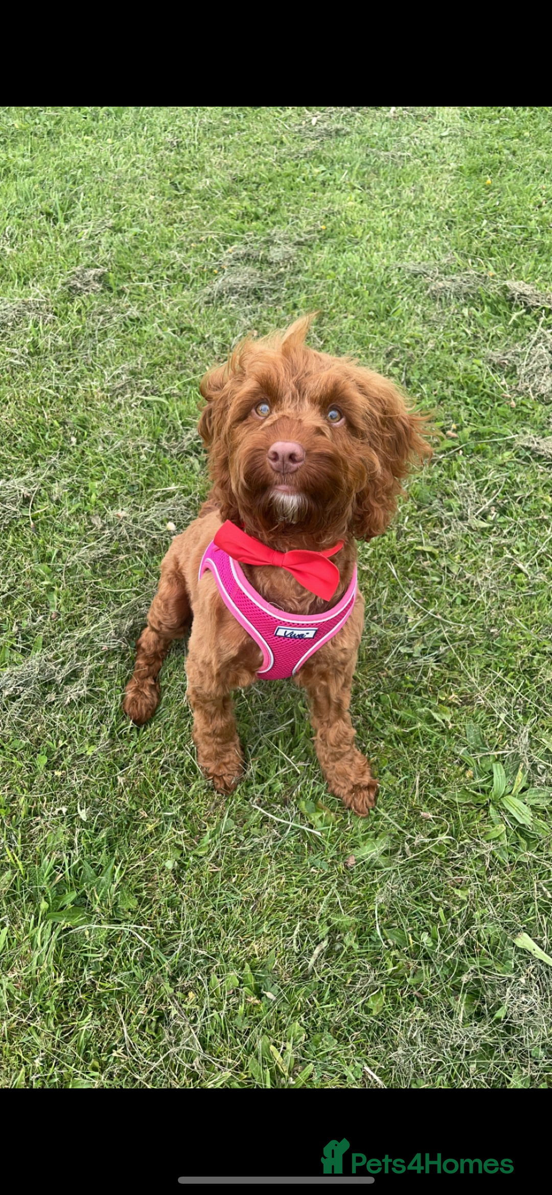 Cockapoo dogs for sale: Cockapoo female 15 months old  - Image 2