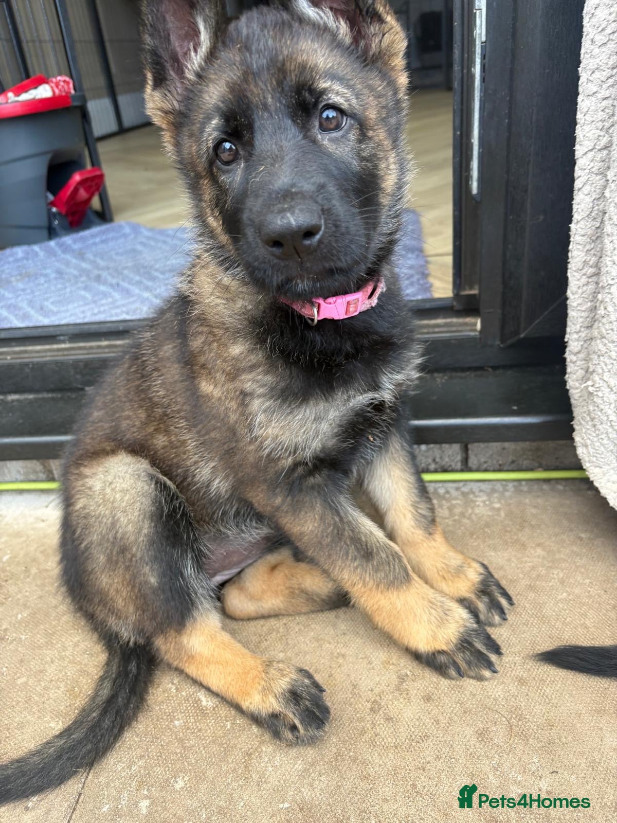 German Shepherd dogs 🐾 READY NOW 🐾 German Shepherd puppies 🐾  - Advert 2