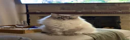Ragdoll cats for sale: Beautiful Ragdoll Boy Looking For Forever Home. - Advert 4