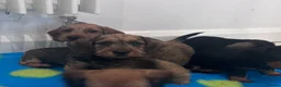 Miniature Dachshund dogs for sale: Miniature dachshund Wirehaired  - Advert 6