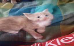 Maine Coon cats for sale: I have Beautiful healthy maicoon XL  - Image 37