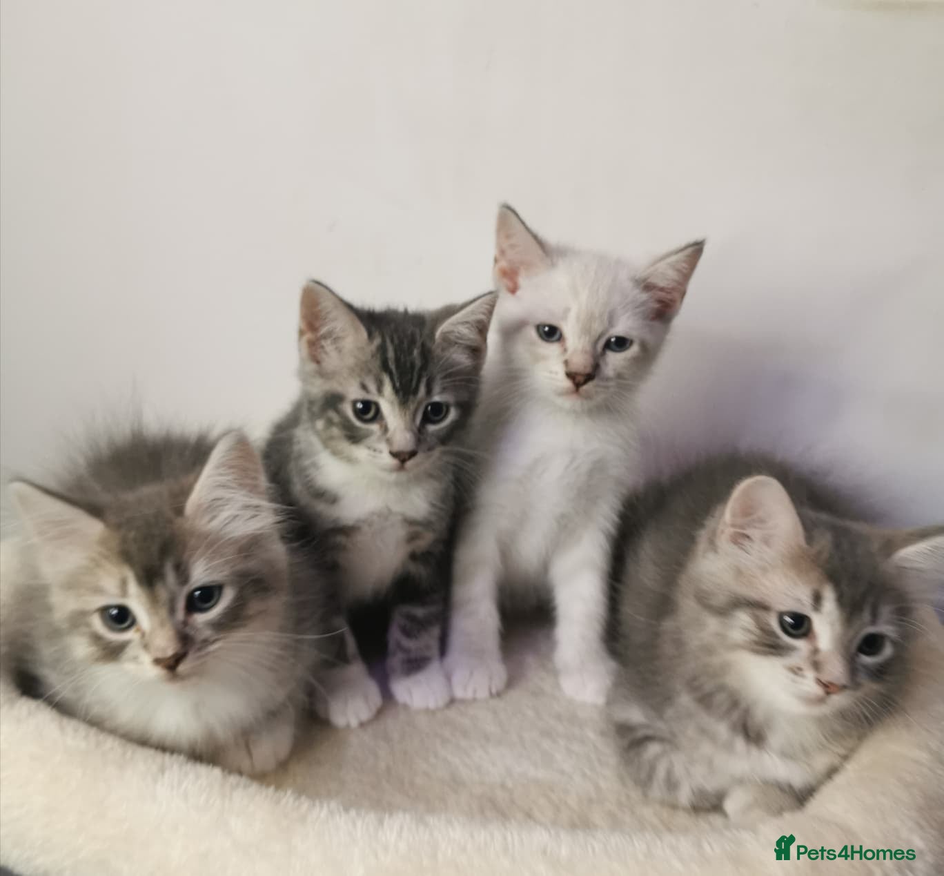 Ragdoll cats Gorgeous Ragdoll kittens - Advert 7