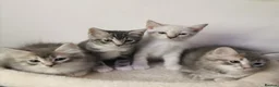 Ragdoll cats for sale: Gorgeous Ragdoll kittens - Advert 1