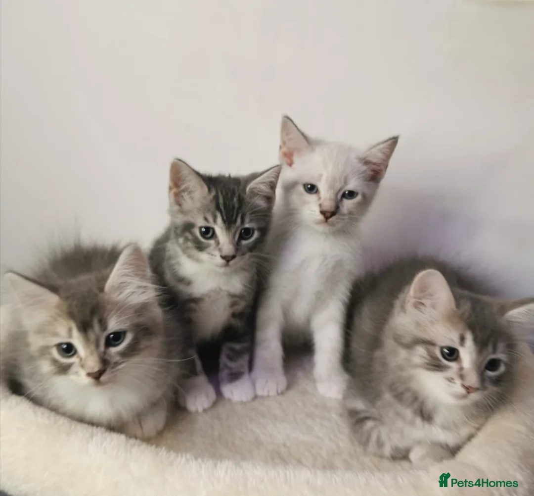 Ragdoll cats for sale: Gorgeous Ragdoll kittens - Advert 1