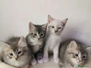 Ragdoll cats Gorgeous Ragdoll kittens - Advert 3