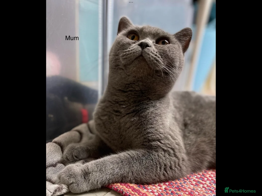 British Shorthair cats for sale: Delightful Lilac BSH girl available.  - Advert 7