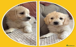 Mini Goldendoodle dogs for sale: Ready 19/9 Family Raised F1 Mini Goldendoodles 💖  - Image 15