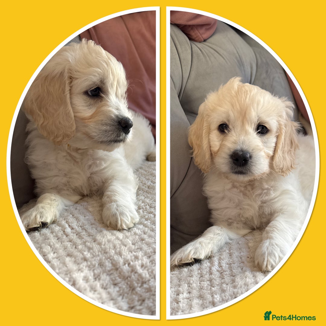 Mini Goldendoodle dogs for sale: Ready 19/9 Family Raised F1 Mini Goldendoodles 💖  - Image 15