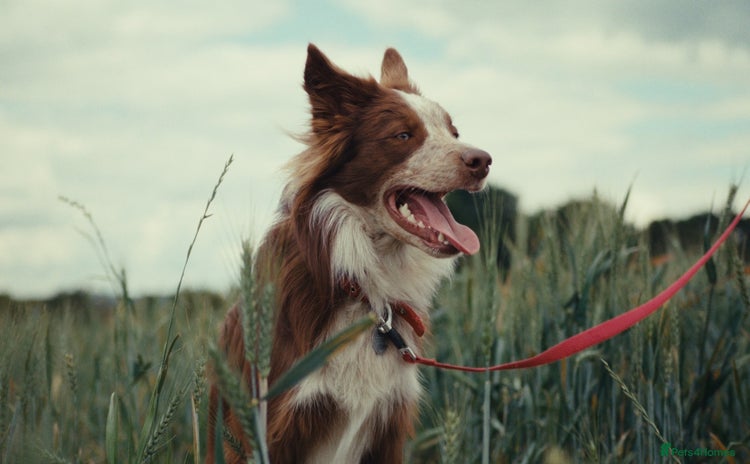 Border Collie dogs Red/white Border collie STUD DNA tested  in Batley - Advert 2