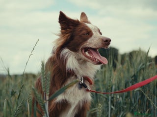 Border Collie dogs Red/white Border collie STUD DNA tested in Batley - Advert 17