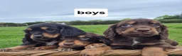 Cocker Spaniel dogs for sale: Kc Cocker spaniel pups - Advert 6
