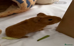 Guinea Pig rodents for sale: Baby boars - Image 3