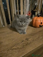 British Shorthair cats - Advert 9