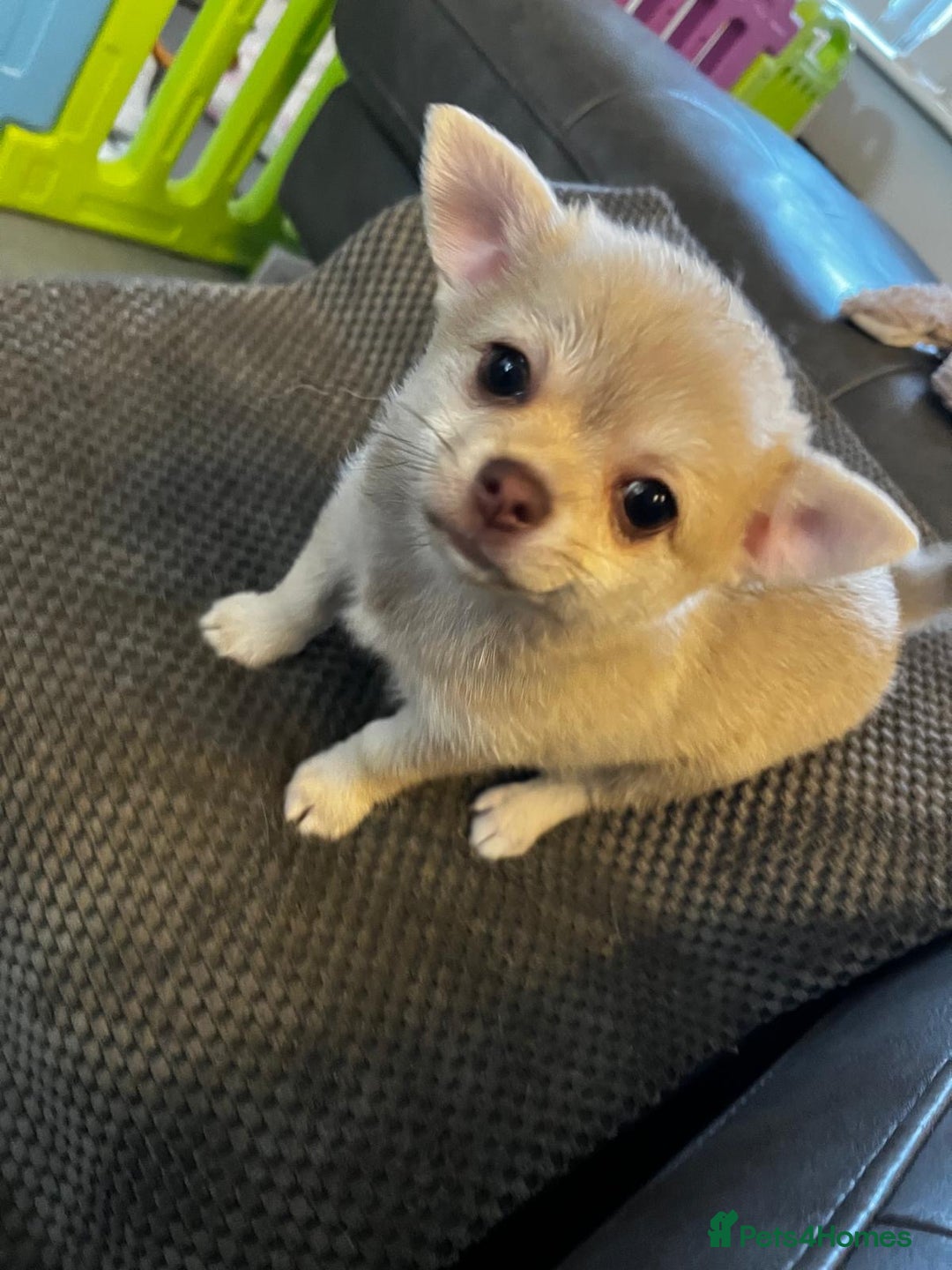 Chihuahua dogs for sale: READY NOW chihuahua x Pom puppies  - Image 15