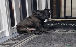 Staffordshire Bull Terrier dogs for sale: Black brindle staffordshire bull terrier male - Advert 6