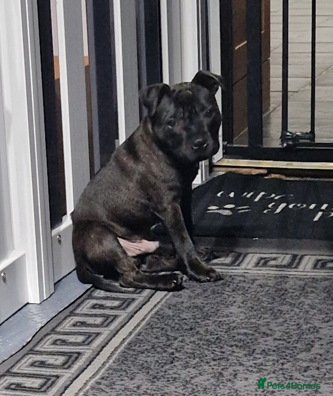 Staffordshire Bull Terrier dogs for sale: Black brindle staffordshire bull terrier male - Advert 6