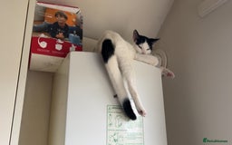Domestic Shorthair cats for sale: Shadow and mickey - Image 5
