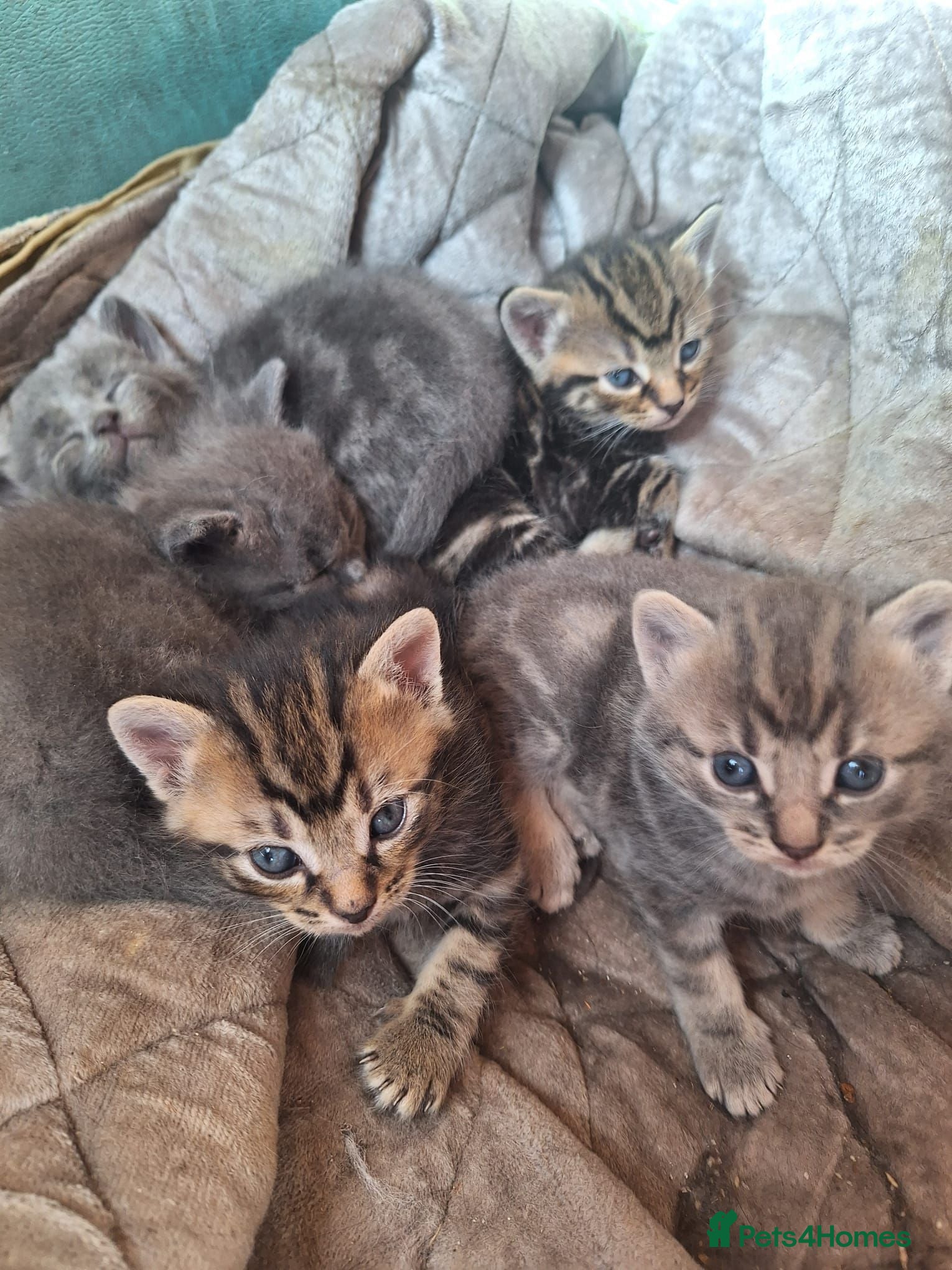 Mixed Breed cats 7x mixed breed kittens for sale - Advert 9