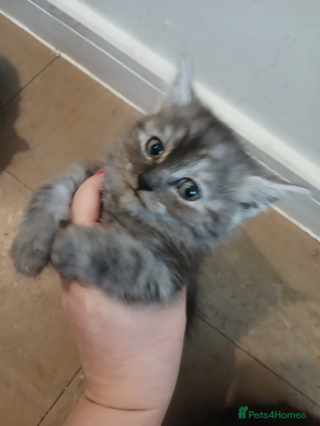 Mixed Breed cats for sale: Kittens for sale  - Advert 2