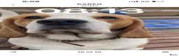 Beagle dogs for sale: STUNNING LITTER OF KC REG CHAMPION LINE BEAGLES  - Advert 16