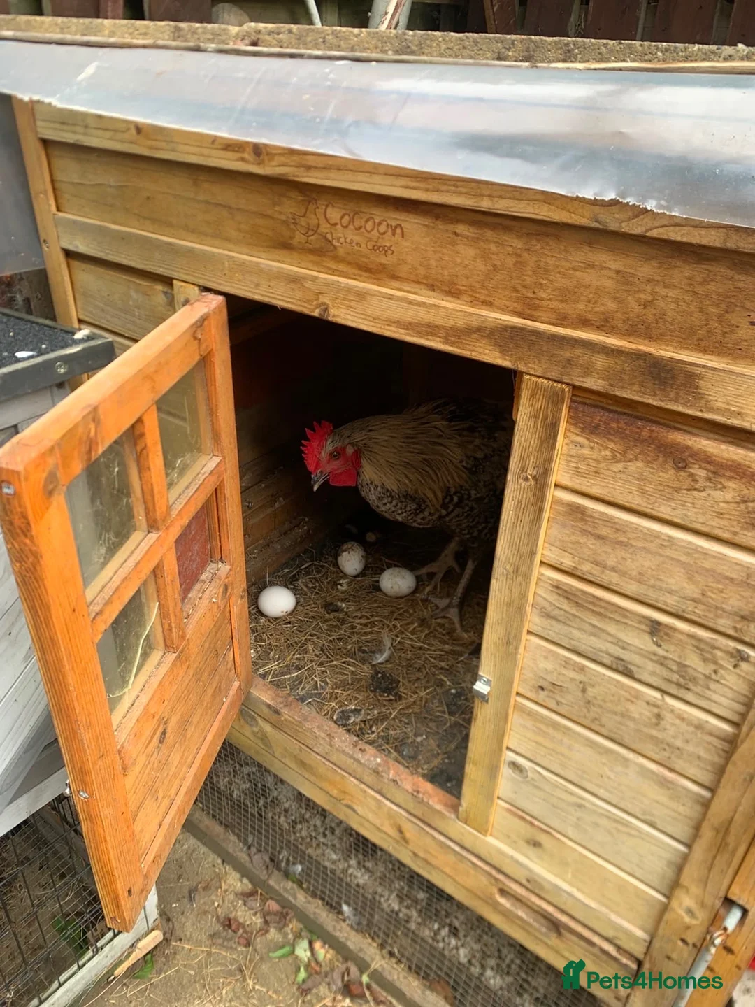 Chickens poultry for sale: Hens and rooster for sale with tha coop - Advert 2
