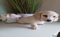 Miniature Dachshund dogs for sale: Kc reg cream longhair minature dachshund  - Image 4